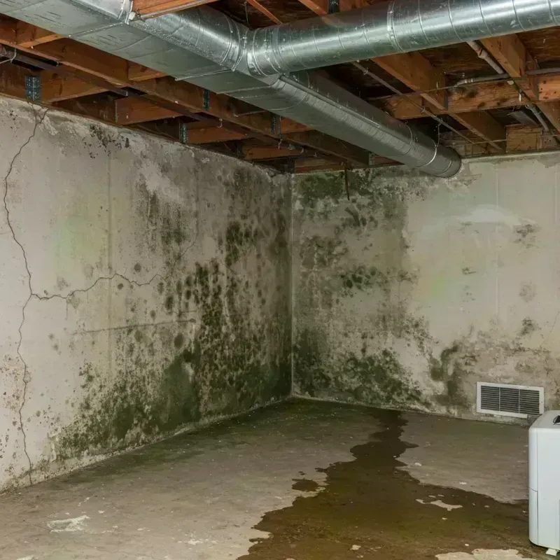 Professional Mold Removal in Richmond County, NY